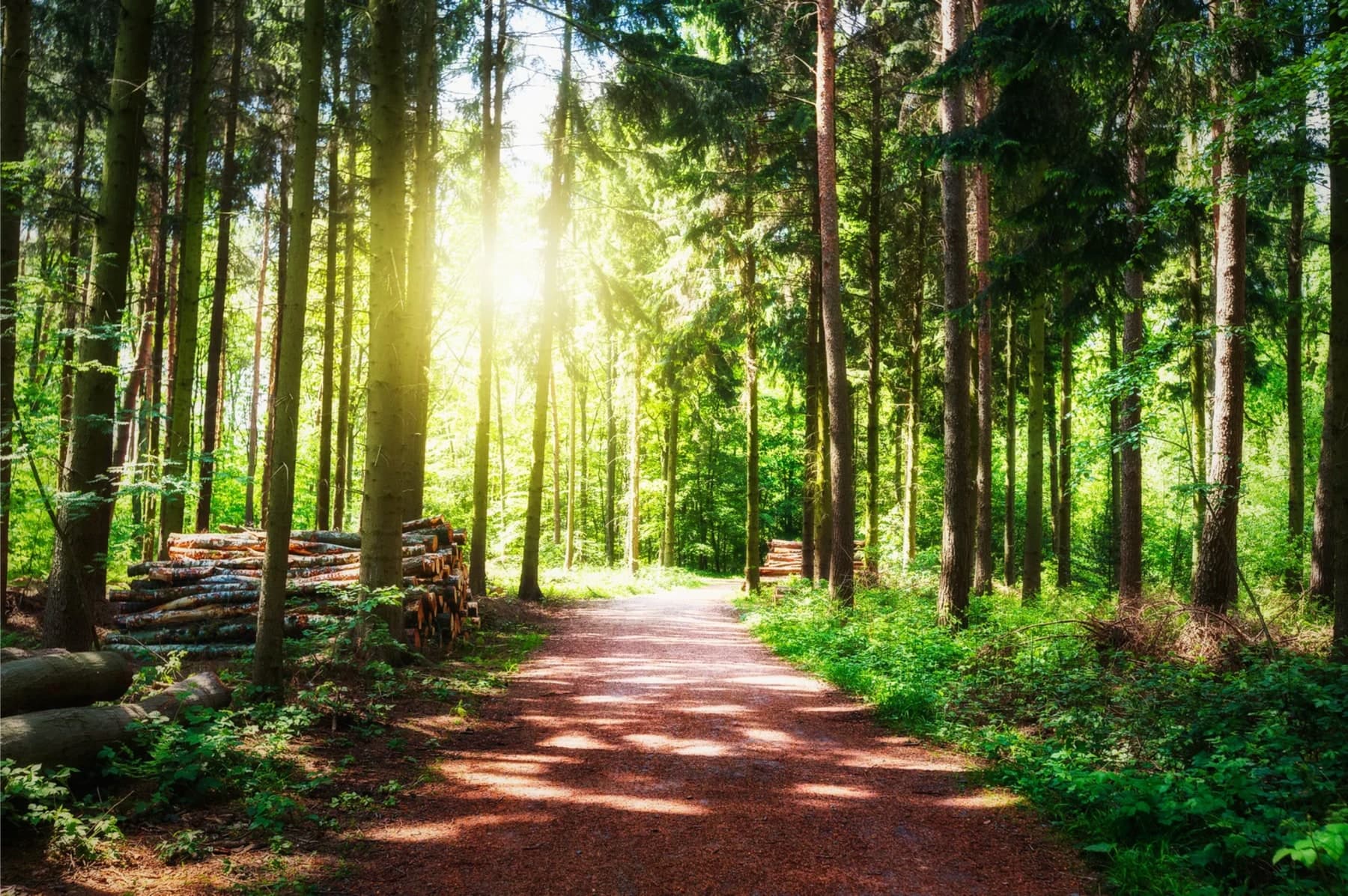 Sunlight filtering through tall green trees along a woodland path.